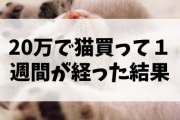 【画像】20万で猫買ったワイ、１週間経ってお気持ち表明?