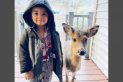 ４歳の男の子が野生の子鹿と友達になって家へ連れて帰る事案が発生
