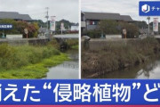 楽韓さん、本日の動向 - 最悪の外来種が千葉の台風で拡散した模様……