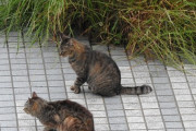 【ねこ画像】町のおそとねこ、キジにゃんのあくび