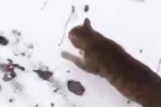 ネコと「散歩」にやってきた。雪だけど、行きと帰りはポッカポカ♪ → 猫は自転車でこうなります…