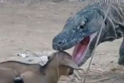 【動画】コモドドラゴンさん、子鹿を12秒で丸呑みしてしまう