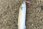 【画像あり】江ノ島で釣りしたらアジがたくさん掛かったわｗｗｗｗ
