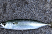 【画像】サバ釣れたったwwwwwwwwwwwwwwww
