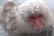 海外「サルに人気の雪見温泉」地獄谷 野猿公苑のニホンザルの姿に癒される