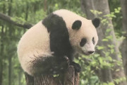 上野動物園パンダ「シャンシャン」来年2月21日 中国に返還決定　東京都