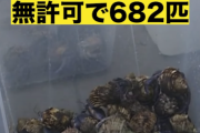 天然記念物のヤドカリ680匹「食べるために取った」中国人を逮捕