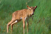 大量死で絶滅危機のサイガに朗報、ベビーブーム到来　カザフスタンの草原