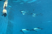 日本の水族館格付けｗｗｗ
