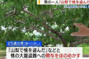在日ベトナム人、山梨でのモモ窃盗関与を認める