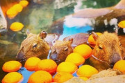 【動画】檜風呂に入るカピバラ、気持ちよさそうでワロタｗｗｗｗ