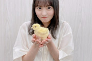 嬉しそう？にひよこ持ってる遠藤さくらちゃんぐうかわｗｗｗ【乃木坂46】