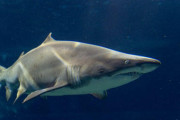 【画像】水族館にヤバいサメいた