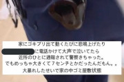 【画像】女性「キャアアアアア部屋にゴキブリがいる！警察に電話しなきゃ！」→ゴキブリ駆除に警察出動