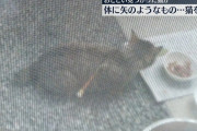 猫に鉄製の吹き矢を当ててケガをさせた男を逮捕→若者の犯行かと思いきや年齢はまさかの○○歳で動機もクソすぎた・・・
