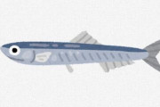【魚】カタクチイワシのシラス（仔魚）やカエリ（稚魚）の漁獲量が急減　その原因が明らかに