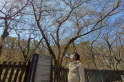 園芸種って何度言っても聞く耳もたねえから意味ねえ　～　【韓国研究者】 奪われた名前「王桜」…王桜とソメイヨシノ、済州にはどちらも自生