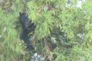 【クマ】福井県勝山市中心部の木の上に籠城し、ドラム缶の檻に捕獲されたクマの親子、駆除される