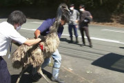 【悲報】エミュー残り５羽、完全に見失う