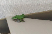 部屋にアマガエル入ってきたんだが（※画像あり）