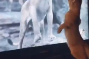 ネコがライオンにめっちゃビビる動画ｗｗｗ