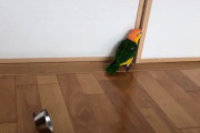 一体何を目撃した！？襖の向こうを覗いた途端、猛烈に後ずさりするシロハラインコが面白い