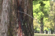 【富山】公園の木にナゾの怪現象　樹齢45年以上...一体なぜ