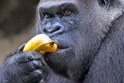 【悲報】ゴリラ、いうほどバナナ食べない