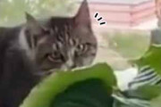 うちのネコが観葉植物の葉っぱを食べていた。やめてください！ → 猫は「ノー」と答えた…