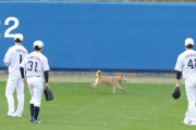 【画像】無観客ヤクルトキャンプに侵入者？犬が“観客１号”