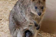 「世界一幸福な動物」クオッカに赤ちゃん　お母さんの袋から笑顔　埼玉県こども動物自然公園
