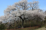 【悲報】韓国人「『日本の桜を抜いて、済州の王桜を植えよう』キャンペーンが始まる！」桜の起源『王桜』に植え替えよう！　韓国の反応