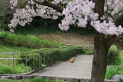 【ねこ画像】桜とねこ、証明写真 ほか【再】