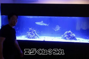【画像あり】総合格闘技界の王者朝倉未来さん、サメを飼うｗｗｗｗｗｗｗｗｗ