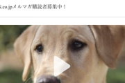 飼ってた犬をクローンで復活させるのがブーム 費用550万円