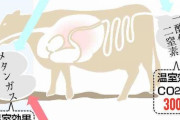 温暖化対策、牛のげっぷ抑制へ　胃の微生物や餌を研究