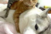 【悲報】イッヌ、猫のクッションになる