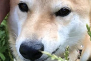 【画像】うちの柴犬が散歩の後の二度寝してる…後頭部が可愛いくてたまりませんwwww