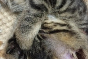 【ねこ画像】大きい子から順番に並んでお座りする猫さん達…これはマトリョーシカですねwww
