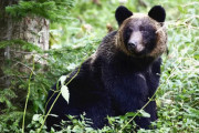 【北海道】ヒグマ捕獲のハンター報酬交付金、１頭当たり池田町は最高８万１３００円…美瑛町は３倍の６万円に