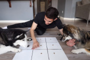 2頭のハスキーに〇✕ゲームをさせてみようと考えた飼い主さん、練習むなしく愛犬たちの制御不能で完敗