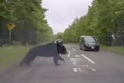 【動画】標茶町で車と衝突した熊さんがデカすぎる(@_@;)