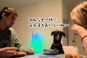 犬も家族の一員だから。同じ食卓を囲んで食事をする一家団欒の風景