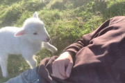 子羊さん「ナデナデシテー」