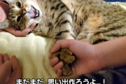 【悲報】陽キャの黒人さん、猫を楽器にしてしまう