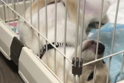【柴犬画像】ケージの中でごろごろ、扇風機向けたところ・・・、ふて寝わんこ ほか【再】