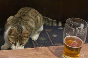 行方不明の猫、自宅から53km離れたパブで発見され連れ戻すも、また来てしまう