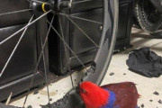 【画像】うちのインコ、ロードバイクを破壊するｗｗ