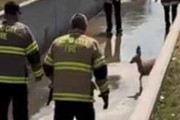 子鹿が用水路に落ちてしまった。自力では登れない。消防士たちが救助に駆けつけた → 結果…