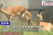 【悲報】 岩手県でのシカによる農業被害、2億4000万円